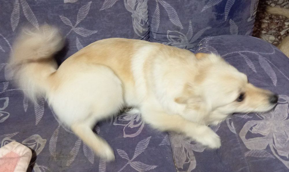 Немски шпиц с всички ваксини