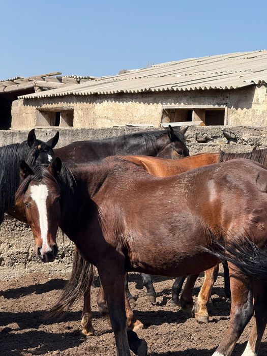 Согымга жылка, немесе тірідей