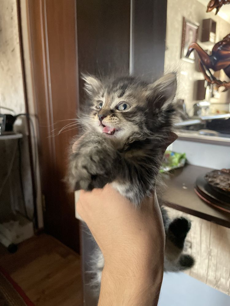 Кошка мейкун срочно продается