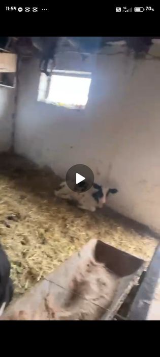 Viței de vanzare