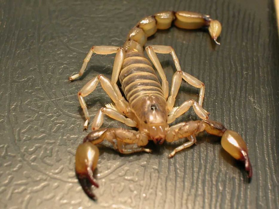 | Уничтожение клопов и тараканов | Сертифицировано | Круглосуточно |