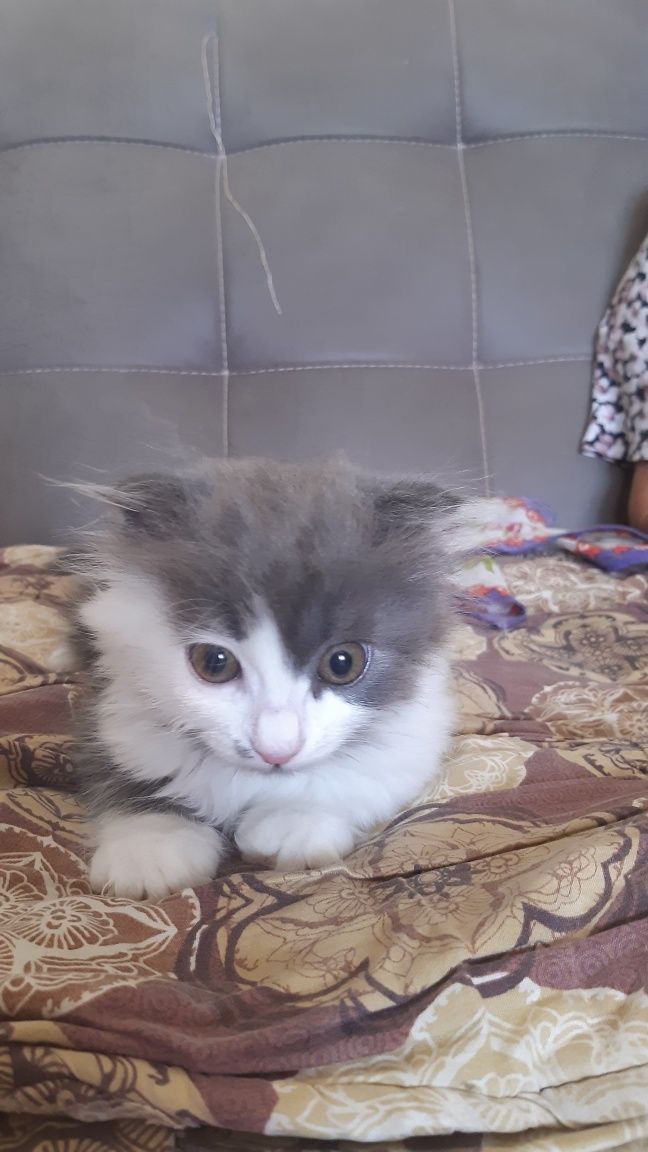 Продаётся котёнок