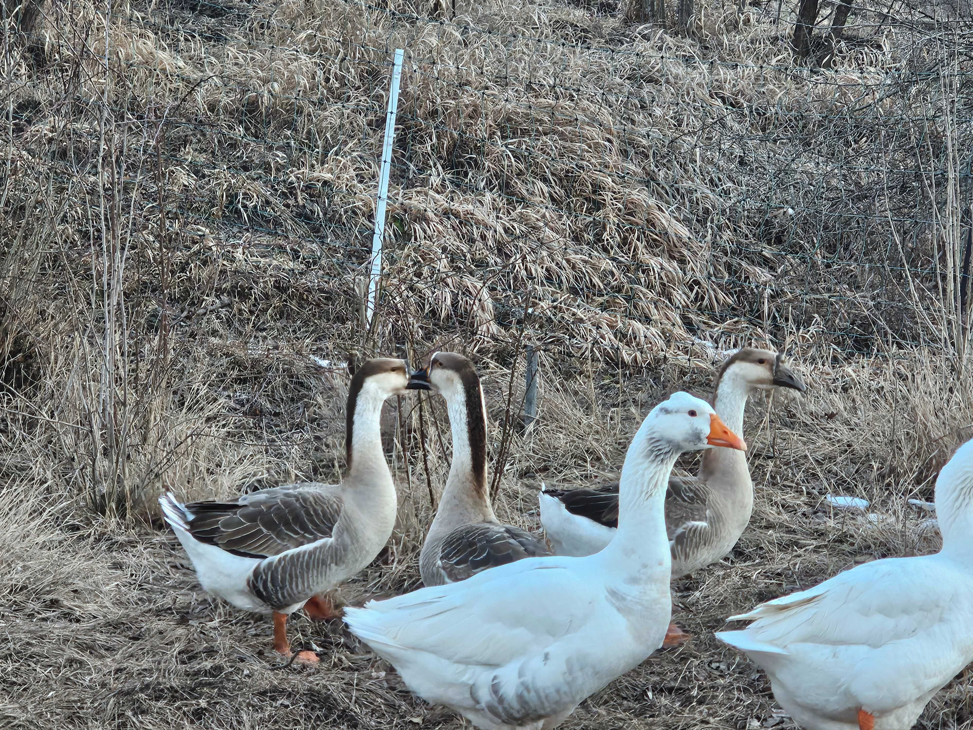 Индийски бегач - патици - лебедови гъски