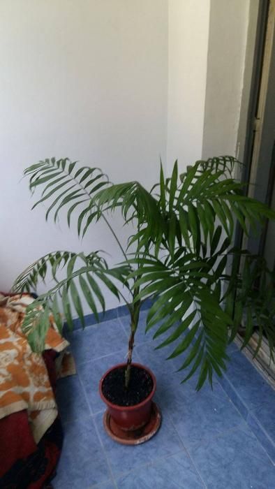 planta ornamentala