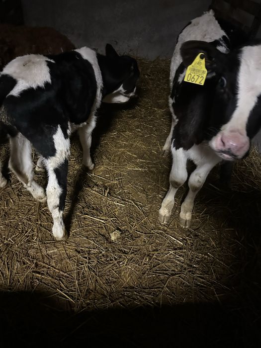 Vand doi taurasi alb cu negru!!