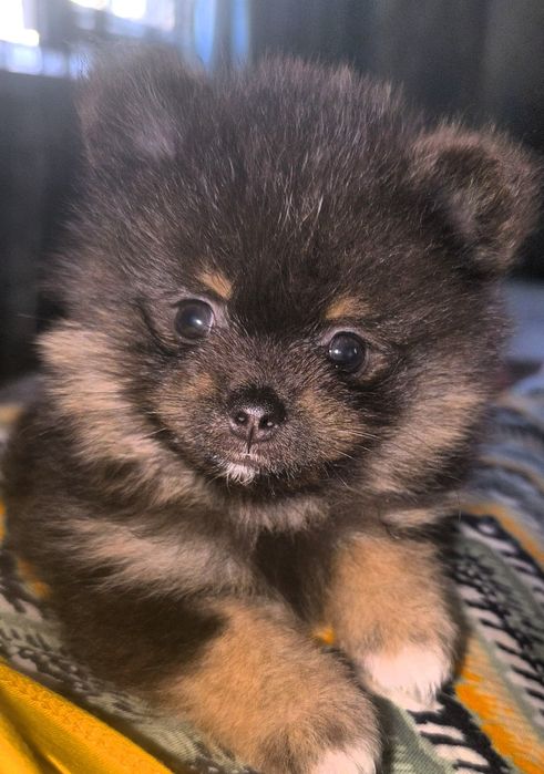 Продается девочка шпица