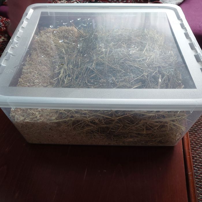 Cusca hamsteri , rozatoare