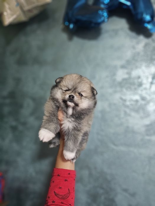 Pomeranian mascul