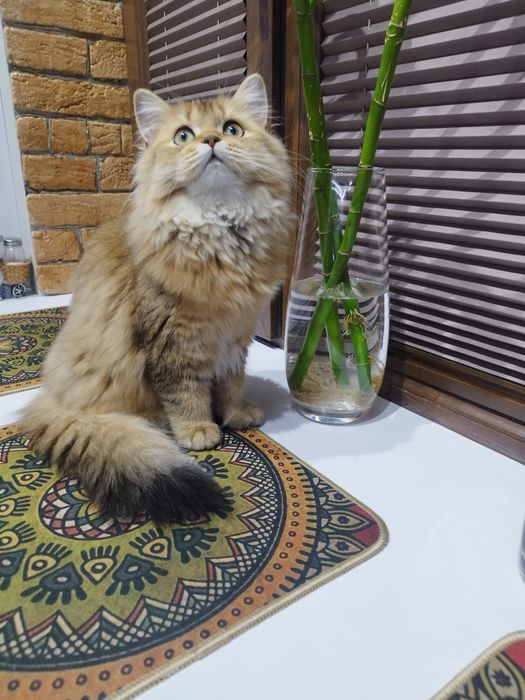 Котёнок британец хайленд