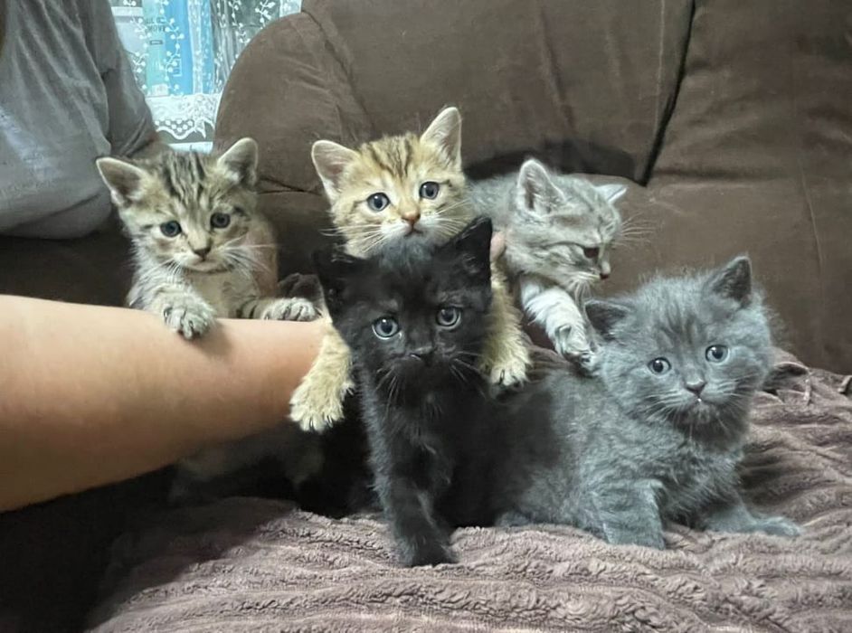Продам котят от кошки Шотландской породы