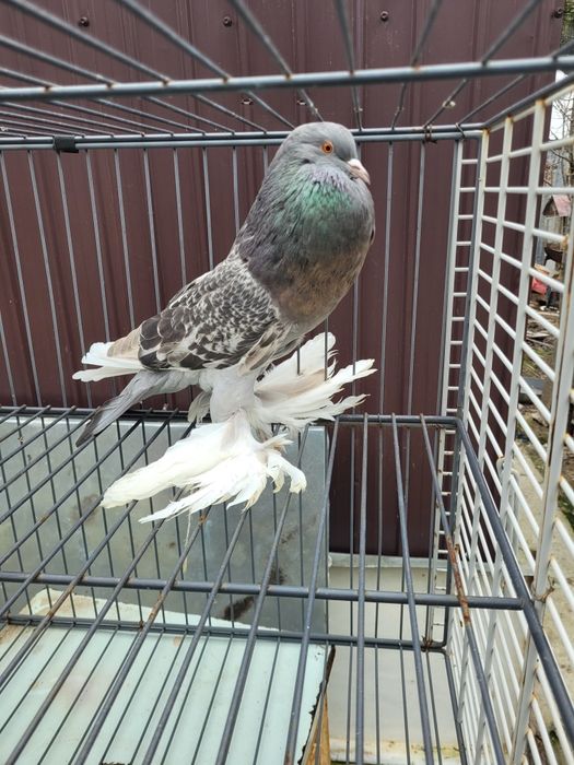 Schimb cocos rasa Sebright și femele Gusat de Pomerania cu masculi