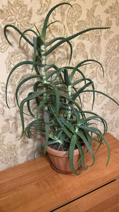 Алоэ бесплатно , самовывоз