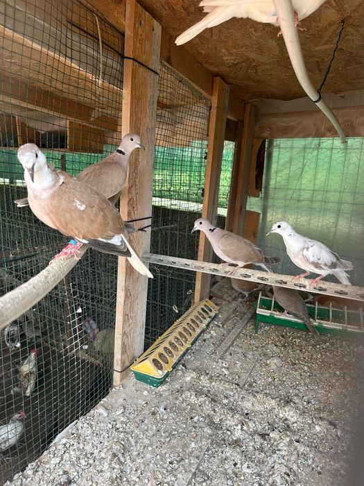 Turturele răzătoare