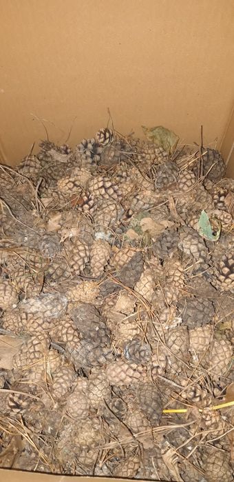 Шишки сосновые...