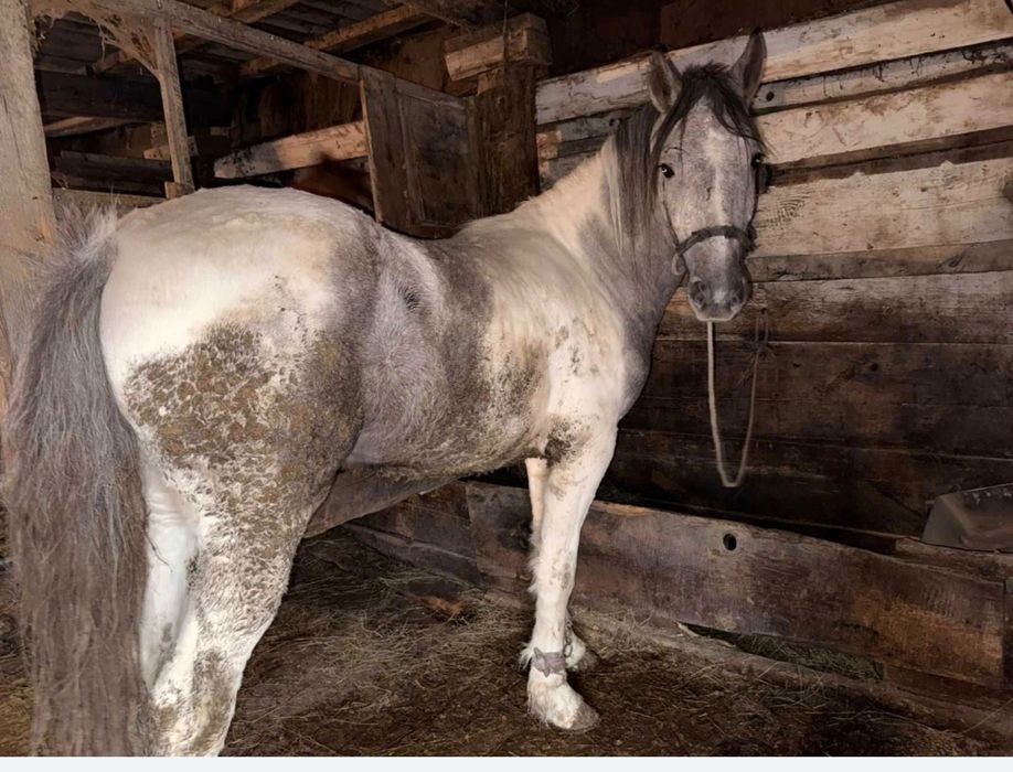 Соғым жылқы конина