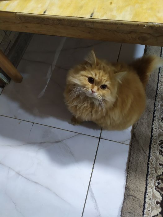 Strayt ogil bola taxminan 7 oyli