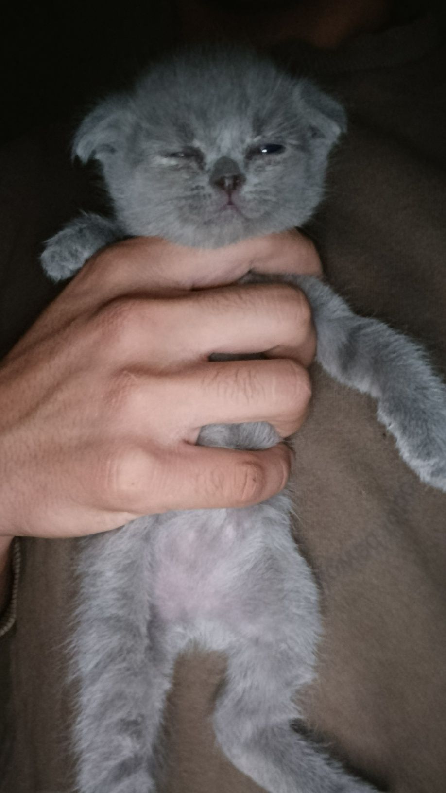 Scottish Fold Blue 1. Oylik