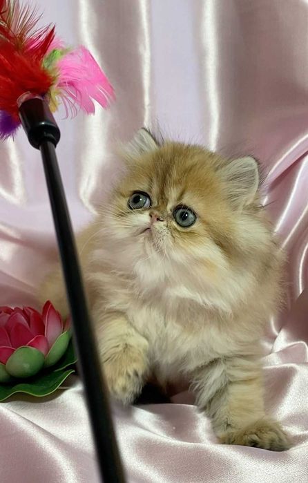 pisica persana chinchilla