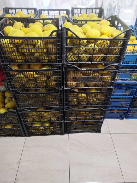 pere gutui calitatea 1