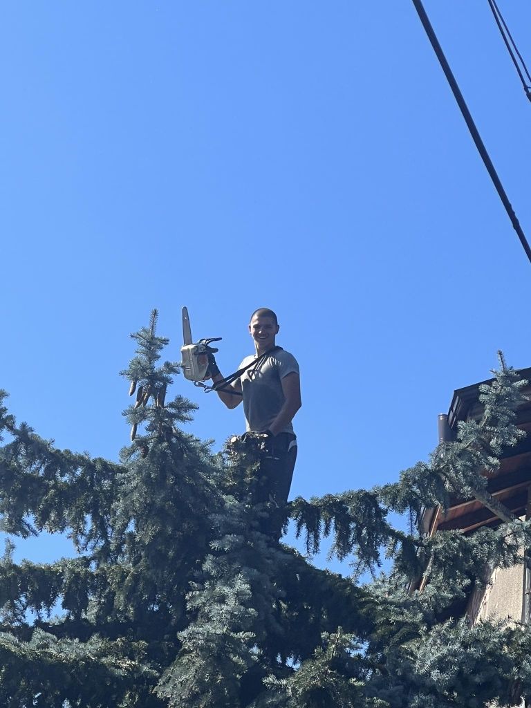 Рязане на опасни дървета и извозване на  дървесината
