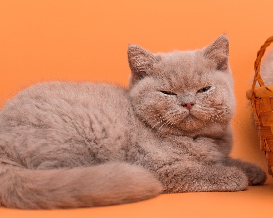 Британские лиловые котята шоу-класса