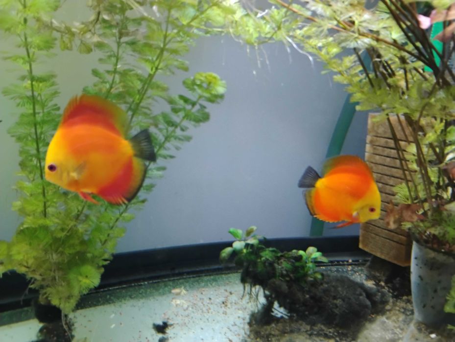 Pesti acvariu Discus