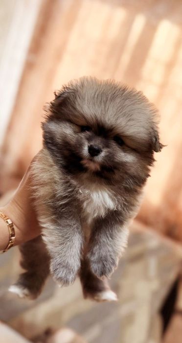 Шпиц документы превывки все есть