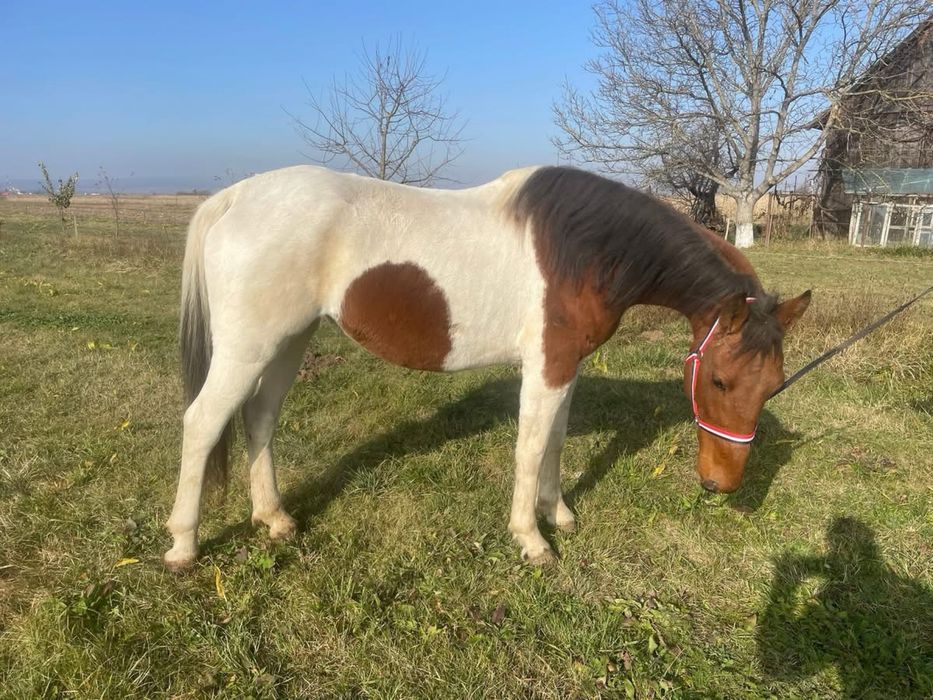 iapa pinto cauta o casa noua