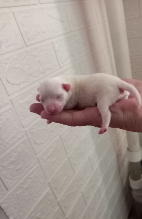 БРОНЬ щенков Чихуахуа