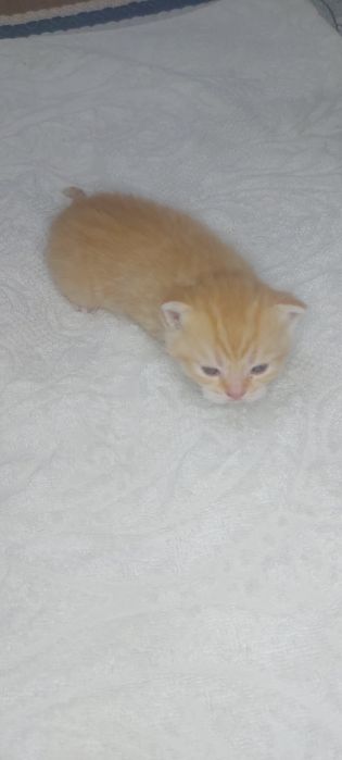 Продаются котята скотиш фолд и страйт