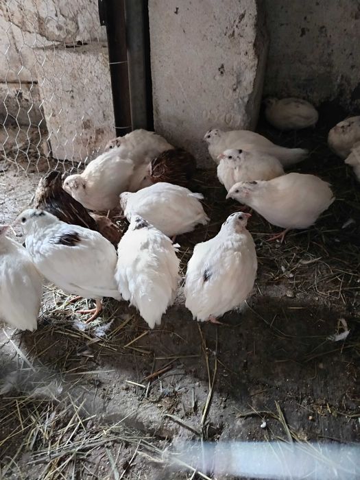 Prepelițe  polar albe