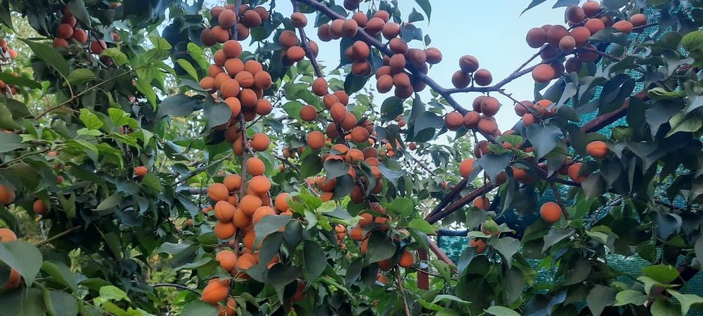 Продам саженцы сливы,вишни,малины ремонтантной