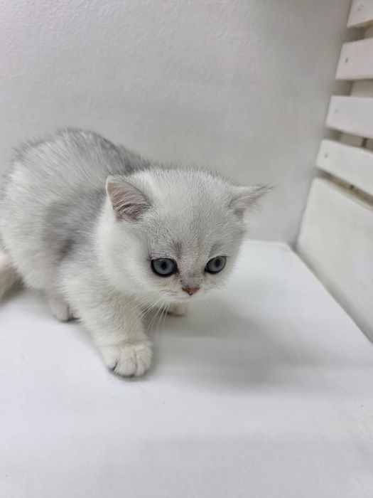 Британские пареньки и девули