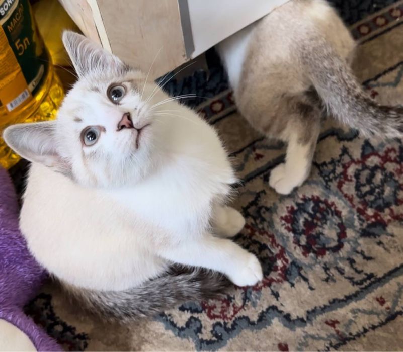 200 ming som 2 oylik mushukcha