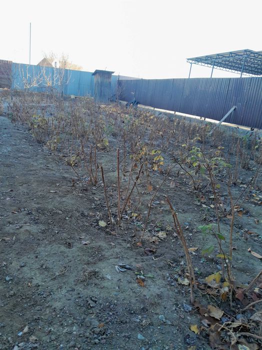 Россада малина баба лето