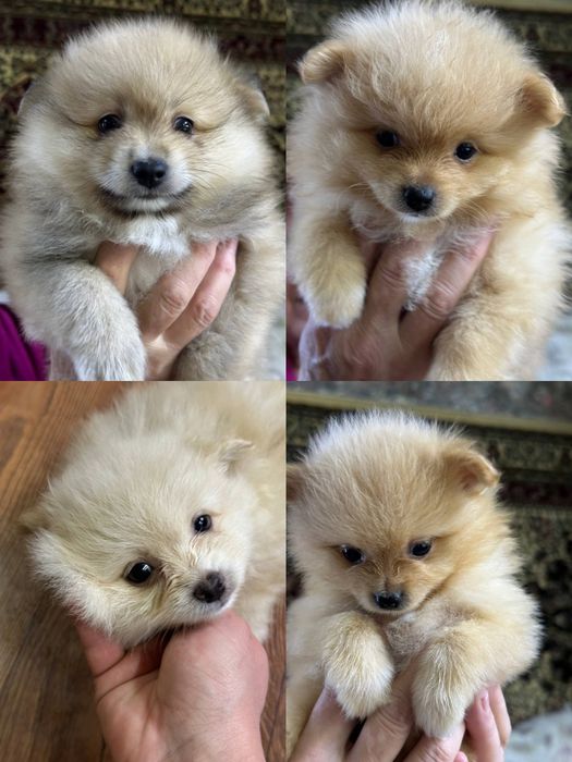 Померанский шпиц