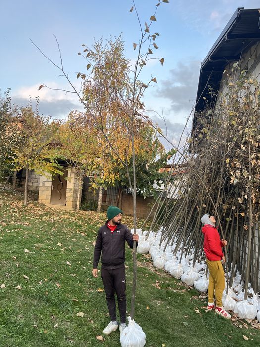 Artar romanesc verde si rosu stejar mesteacan pin brad