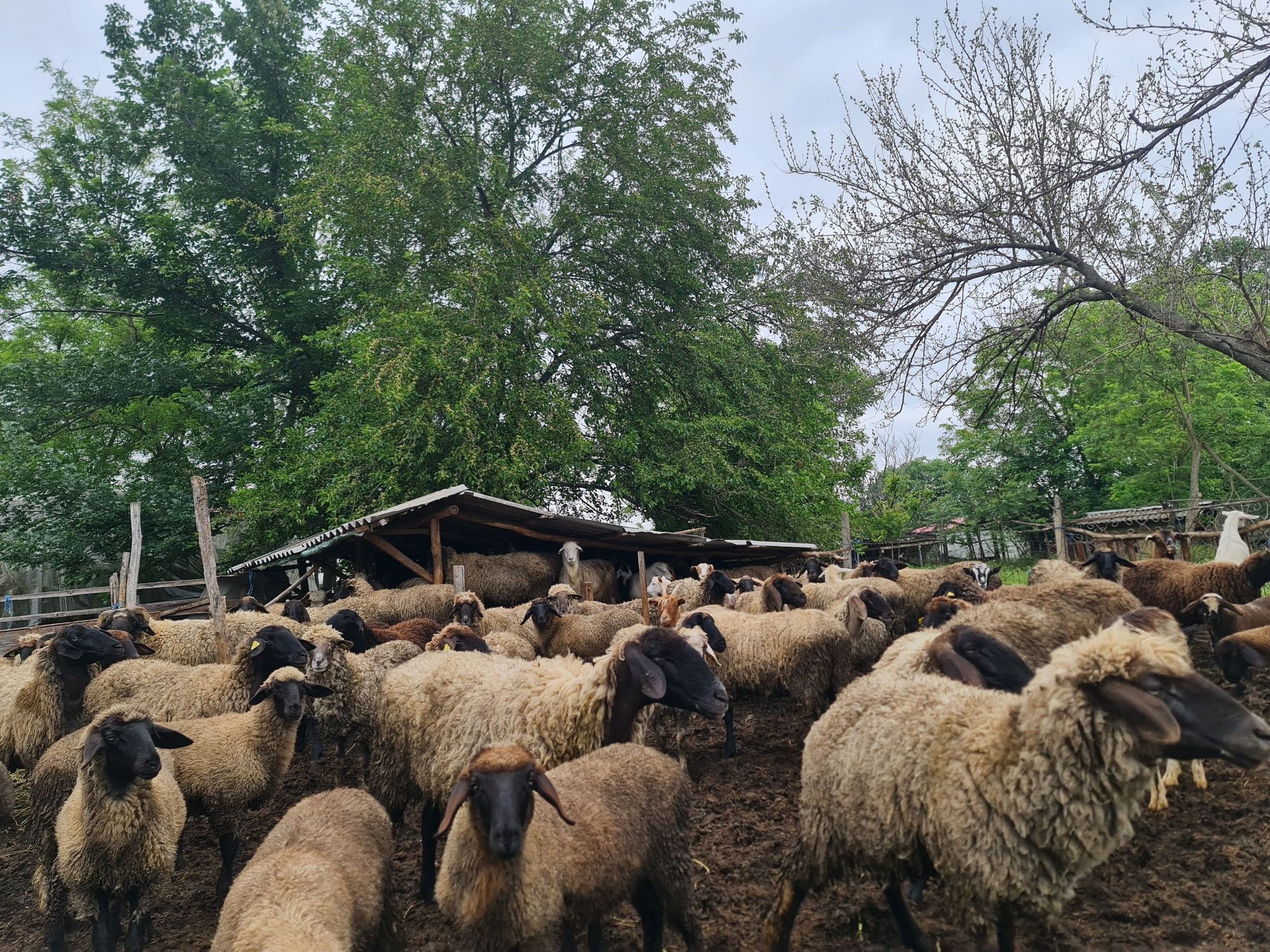 Se vând oii și capre