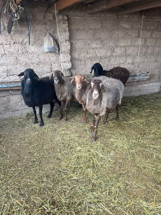 Бес бас саулық сатылады