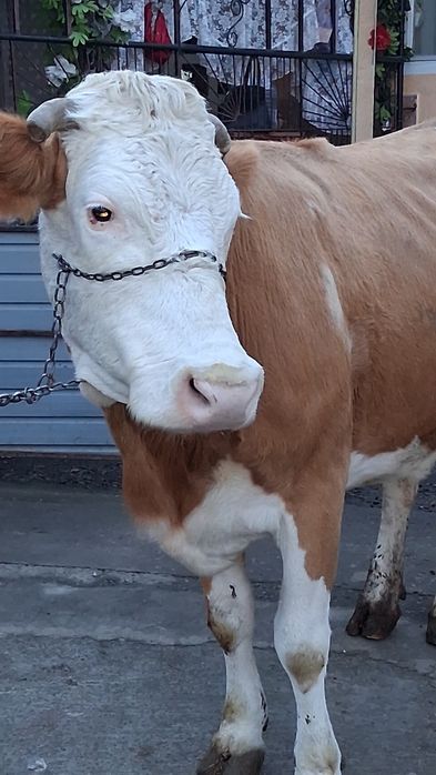 Vand vaca buna detali la