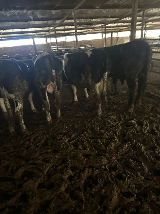 Vand 15 tauri de taiat