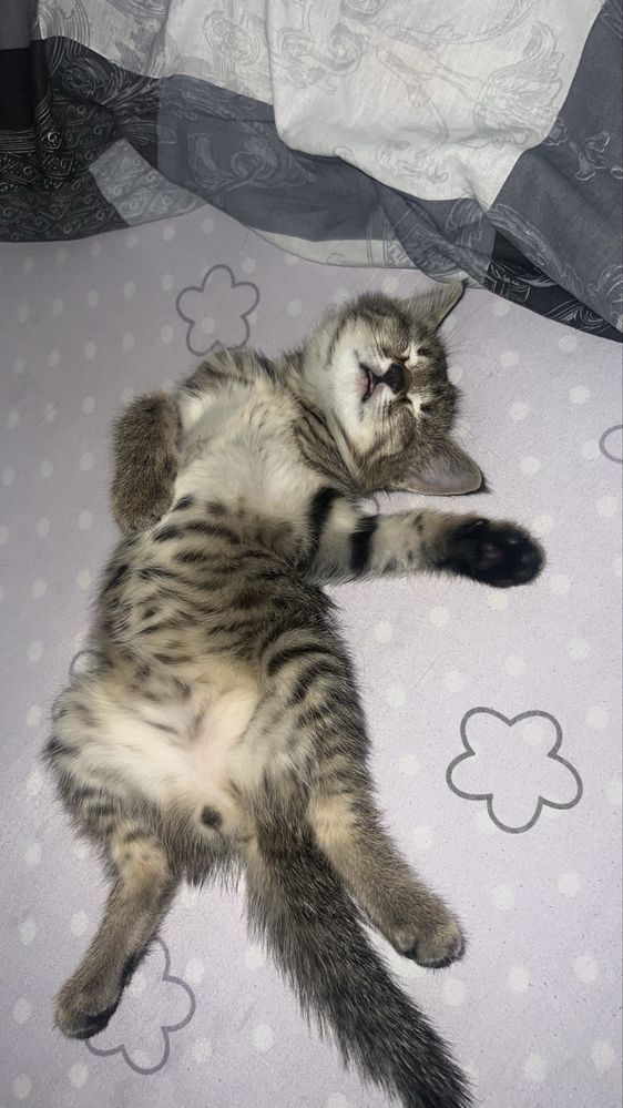 Милый котёнок ищет добрые руки 2 месяца приучен к лотку