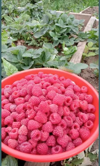 Продам домашнюю клубнику, вишню