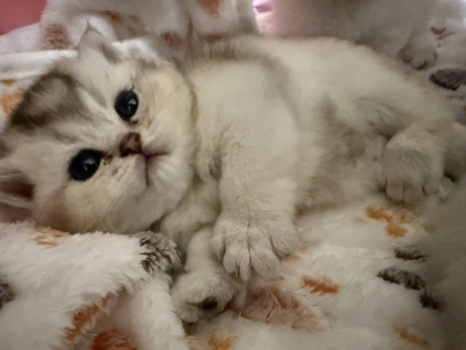 De vanzare British chinchila silver cu british golden