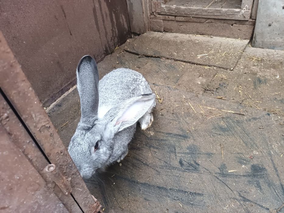 Vînd sau schimb cu găini iepuri