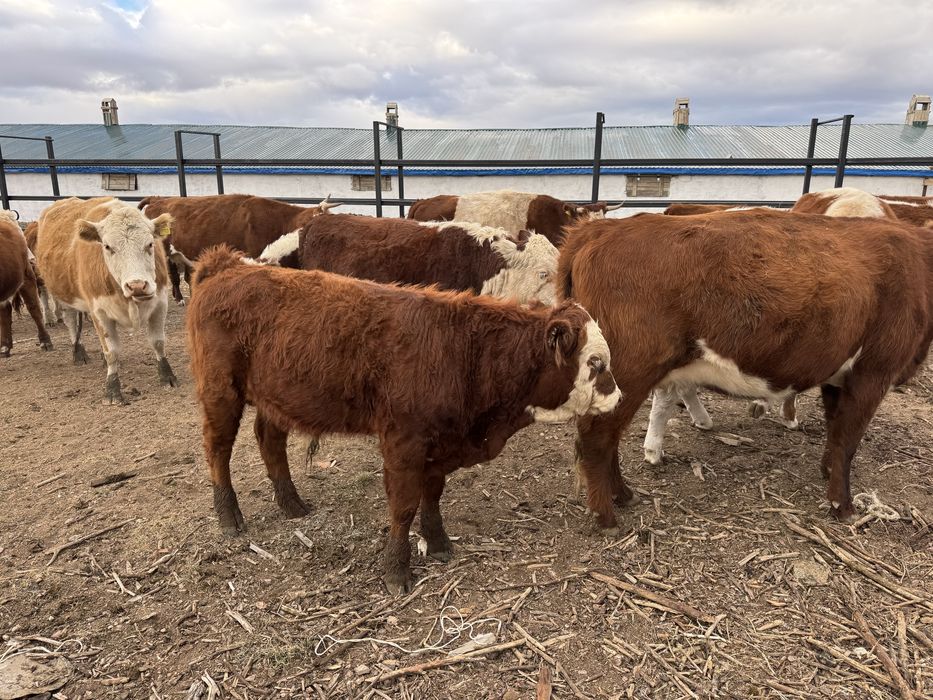 Акбас еркек подсостар сатылады