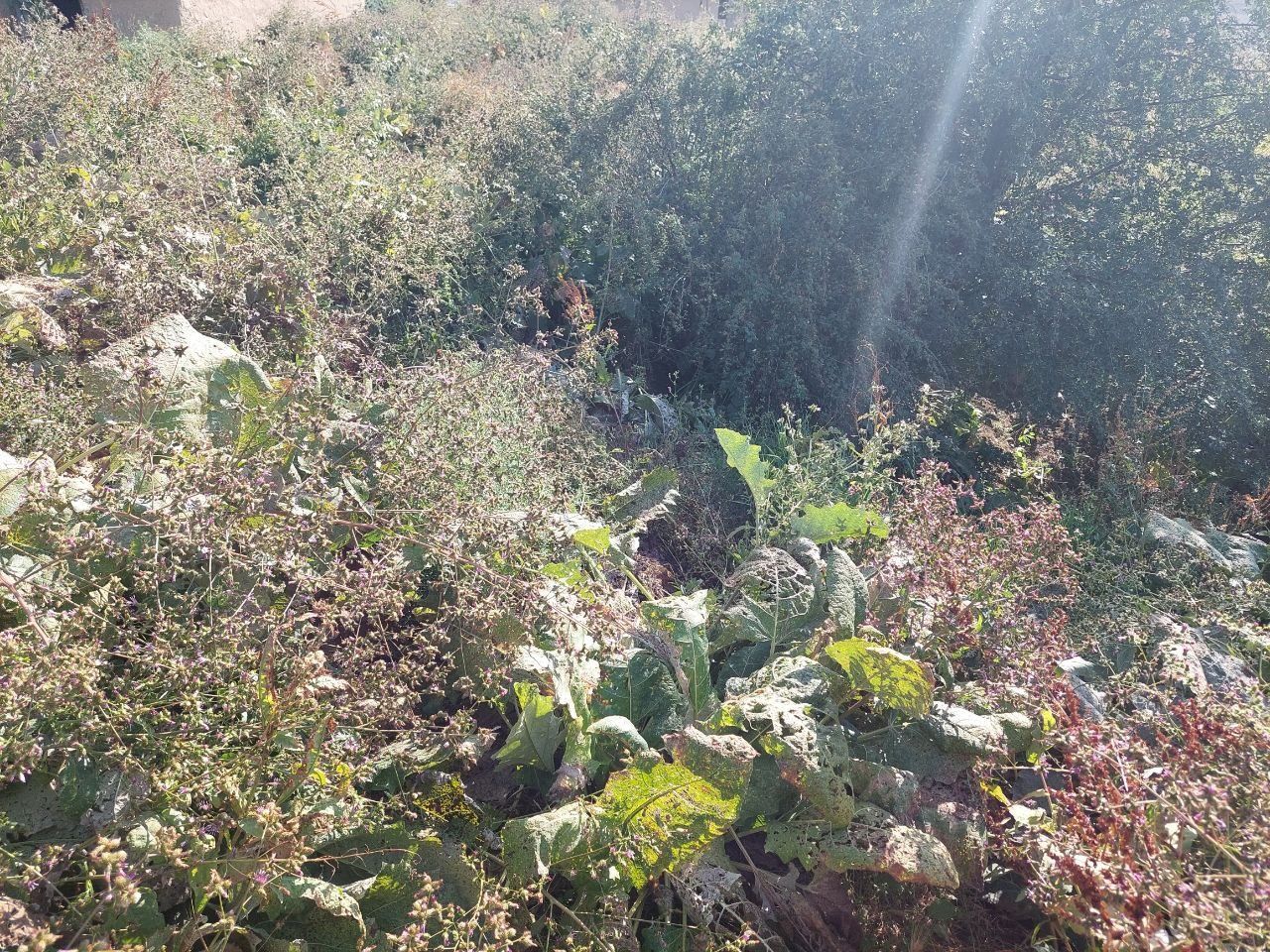 Uchastka yer maydoni dacha un ajoyib joy