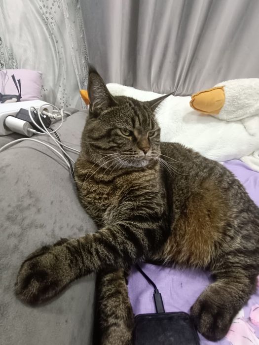 Отдам кота 4 года