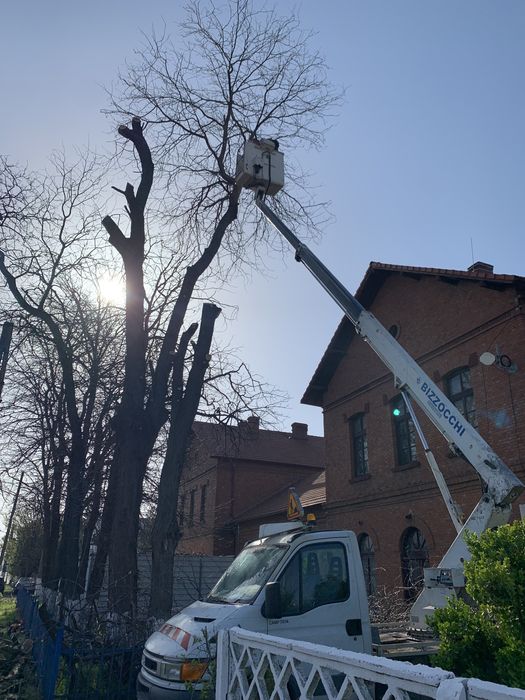 Nacela de inchiriat, Toaletări copaci, arbori,