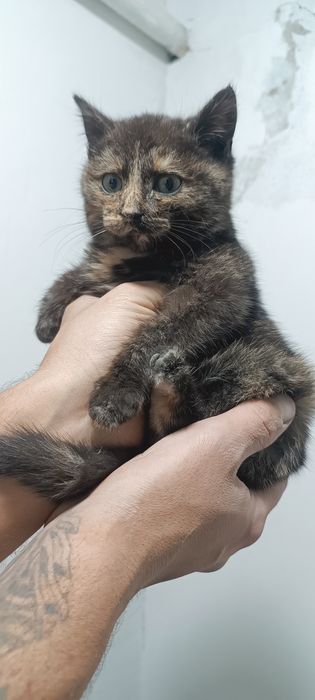 Отдам лампочку кошечку